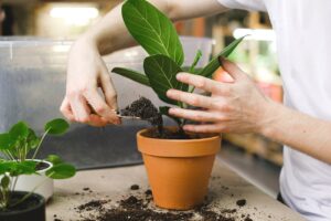 Person Holding Green Plant in a Clay Pot